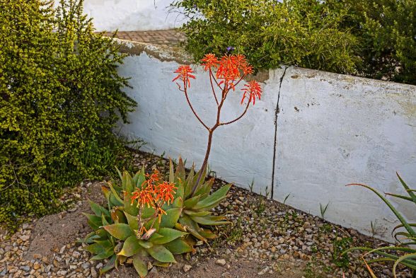 Flori portocalii de plante suculente, gradina unei case, zid alb